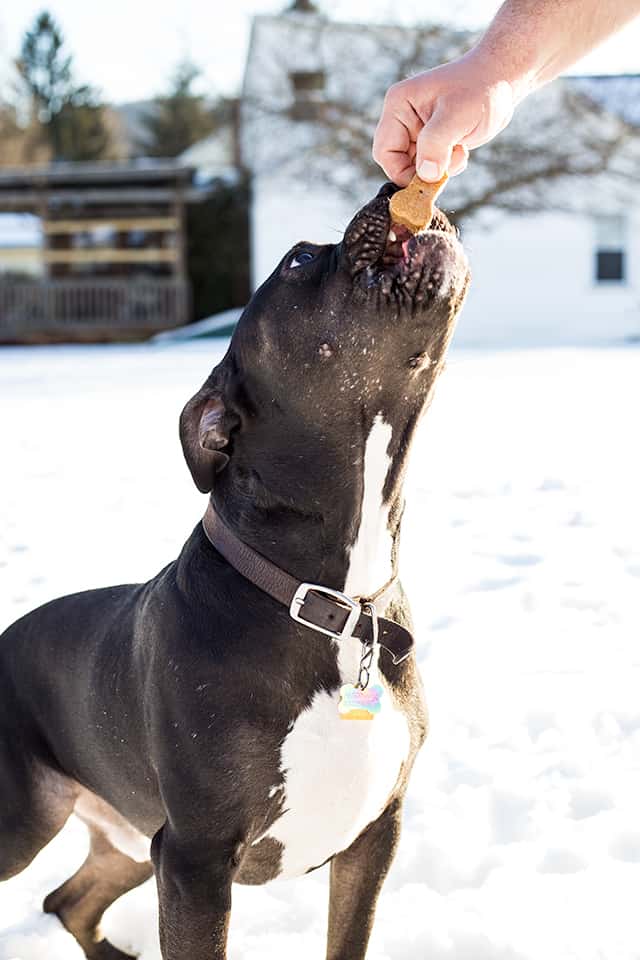 dog eating a biscuit